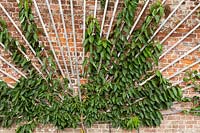 Fan-trained Cherry on brick wall of the Pergola. The Newt in Somerset