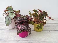 Begonia rex, Begonia masoniana and Begonia bowerae 'Tiger' in colourful containers