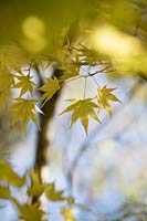 Acer palmatum 'Sango kaku' - Japanese round headed maple tree 