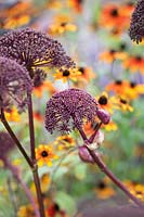 Angelica gigas - Purple angelica in front of Rudbeckia triloba 