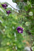 Cobaea scandens 'Cup and Saucer', 'Cathedral Bell' plant.