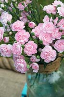 Dianthus caryophyllus 'Powder pink' - Carnation 'Powder pink' in a glass jar