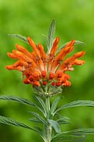 Leonotis leonurus lion's tail semi-evergreen shrub