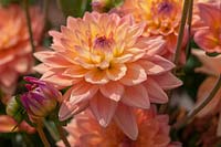 Decorative Dahlia 'Melody Dora', flowering in September, Czech Republic.