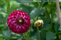 Pompon Dahlia 'Tip Top Wien' - 'Tip Top Vienna'