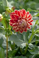 Dahlia 'Maxime'