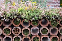 Clay drainage pipe wall, with Sedum album and moss in the Very Hungry Caterpillar Garden, RHS Tatton Park Flower Show, 2019. 