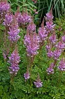 Astilbe chinensis var. taquetii 'Purpurlanze'