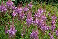 Astilbe chinensis var. taquetii 'Purpurlanze'