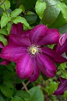 Clematis Bourbon