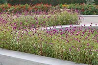 Gomphrena globosa in raised beds with painted walls - Globe Amaranth