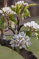 Pyrus communis Doyenne d'Ete - Pear 