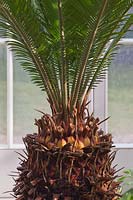 Cycas revoluta in front of window - Japanese Sago Palm