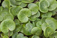 Soldanella villosa foliage - Alpine Snowbell 