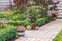 Mixed sandstone path in garden with Buxus - Box edging and autumnal containers