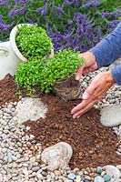 Woman planting Campanula in mound of compost to create a blue cascadel