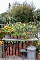 Garden Cottage at Gunwalloe in Cornwall.  Cottage garden in autumn. Repotting area filled with terracotta pots and cut flowers from the autumn garden.