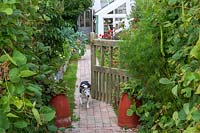 Garden Cottage at Gunwalloe in Cornwall.  Cottage garden in autumn. George the dog at the gate to the garden.