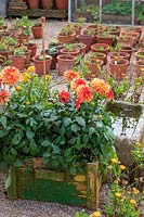 Garden Cottage at Gunwalloe in Cornwall. Wooden crate filled with Dahlias