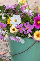 Garden Cottage at Gunwalloe in Cornwall. Bucket of freshly picked garden flowers including Cosmos and Zinnia