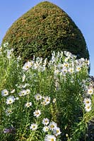 Forde Abbey, Somerset, UK. Leucanthemella serotina, autumn ox-eye daisy