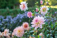 Forde Abbey, Somerset, UK.  Dahlia 'Gerrie Hoek'  and 'Yvonne' amongst other pink dahlias in the autumn borders