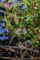Sarcococca hookeriana var. digyna - Christmas or Sweet Box in January.