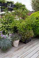 Roof terrace with wood decking, with perennials and annuals forming a natural screen for privacy. Planting includes Pittosporum tobira Nanum, Erigeron karvinskianus, Festuca glauca Intense Blue, Scabiosa columbaria Butterfly Blue, Lavandula angustifolia Hidcote, Jasminoides trachelospermum.