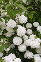 Viburnum plicatum 'Janny' 