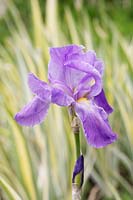 Iris pallida 'Variegata' - Dalmatian Iris 'Variegata' 