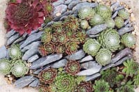 Mixed varieties of Sempervivums in a stone trough - September.