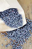 Rapeseed 'Brassica napus'  seeds, Cape Town, South Africa