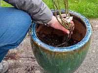 Planting bare rooted rose into pot - step by step. Rosa Dusky Maiden - Tea and old hybrid tea rose - Establish position required in pot.