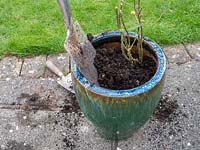 Planting bare rooted rose into pot - step by step. Rosa Dusky Maiden - Tea and old hybrid tea rose - back fill with soil, compost, grit mix.
