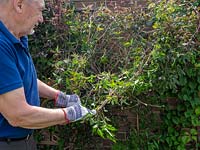 Clematis montana - Pruning, cutting back, maintenance.  Major prune of clematis soon after flowering in spring.   Overgrown climber being cut right back to wall, trellis support.