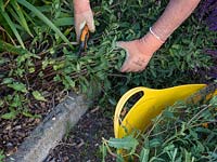 Salvia caradonna maintenance - prune in summer, chop back to base - Hampton cut - Chelsea chop.  Summer jobs, tidy border in summer. July job.