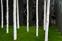 Stand of Betula utilis var. jacquemontii - Birch - tree trunks on the Flemings and Trailfinders Australian Garden
