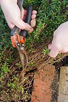 Cutting back Hyssopus officinalis - Hyssop - with secateurs