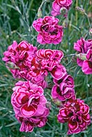 Dianthus 'Laced Monarch' - Garden Pink