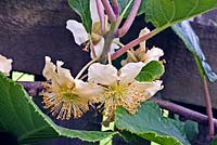 Actinidia chinensis 'Tomuri' - Kiwi Fruit - showing male flowers