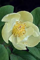Paeonia mlokosewitschii - Molly-the- Witch