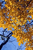 Carya glabra - Pignut Hickory