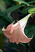 Brugmansia x insignis syn. Datura - Angel's Trumpet