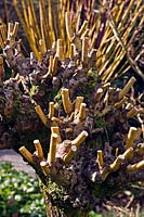 Salix alba var. vitellina 'Britzensis' - Golden Willow - after pollarding