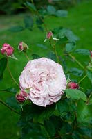 Rosa 'Rozenfaszination' syn. 'Jardins de Chaumont-sur-Loire'- Rose