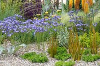 RHS Hampton Court Palace Garden Festival 2019. Planting in gravel includes Triteleia laxa, Libertia perigrinans, Sedum spurium 'Green Mantle', Origanum vulgare, Stipa tenuissima.