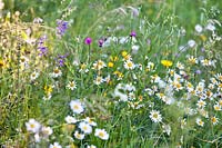 Natural planting in wildflower meadow: Leucanthemum vulgare, Buphthalmum salicifolium, Salvia pratensis, Centaurea jacea and grasses.