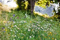 Mixed planting in widlflower meadow of Leucanthemum vulgare, Buphthalmum salicifolium, Salvia pratensis, Centaurea jacea and grasses.