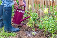 Woman watering newly planted Thunbergia alata young plants with watering can