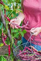 Woman picking Climbing Beans 'Firetongue' - late harvest